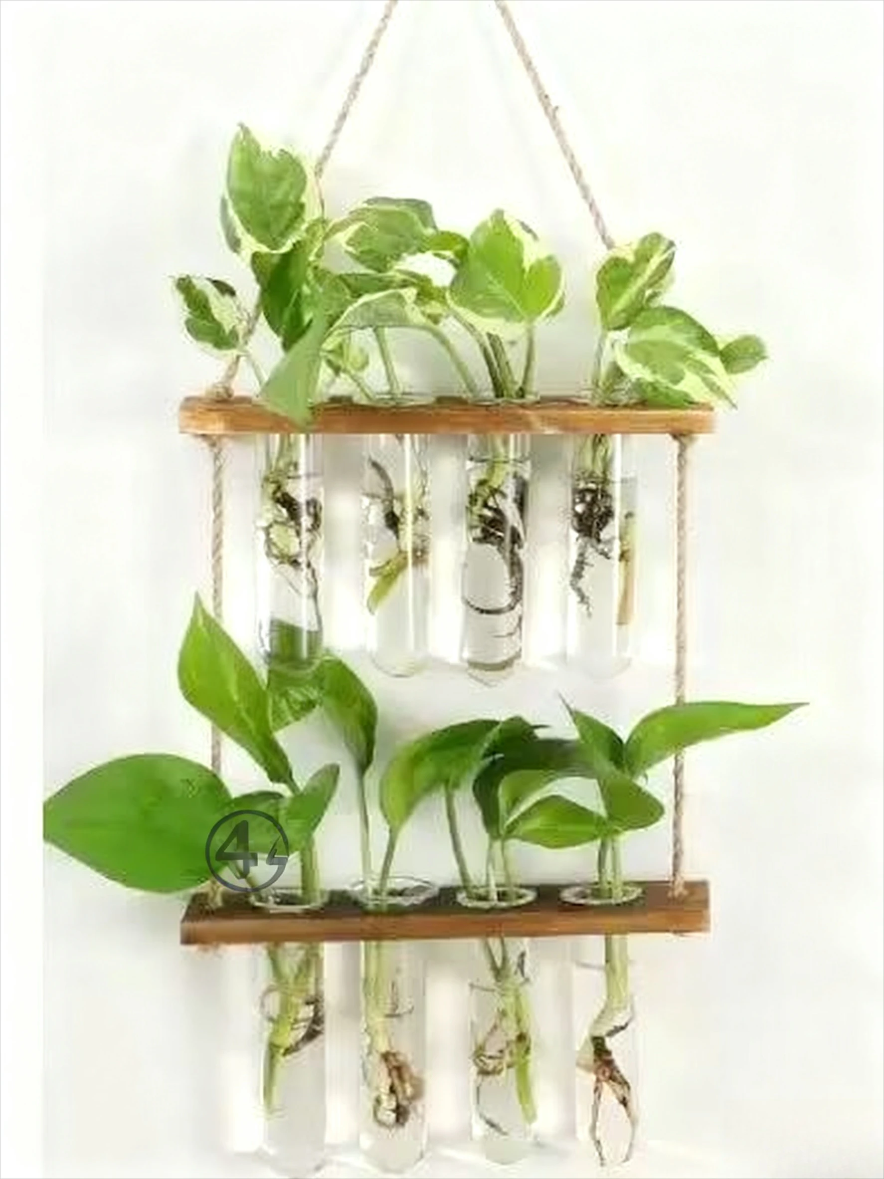 Vase Hydroponique Suspendu en Bois et Verre – Image 12