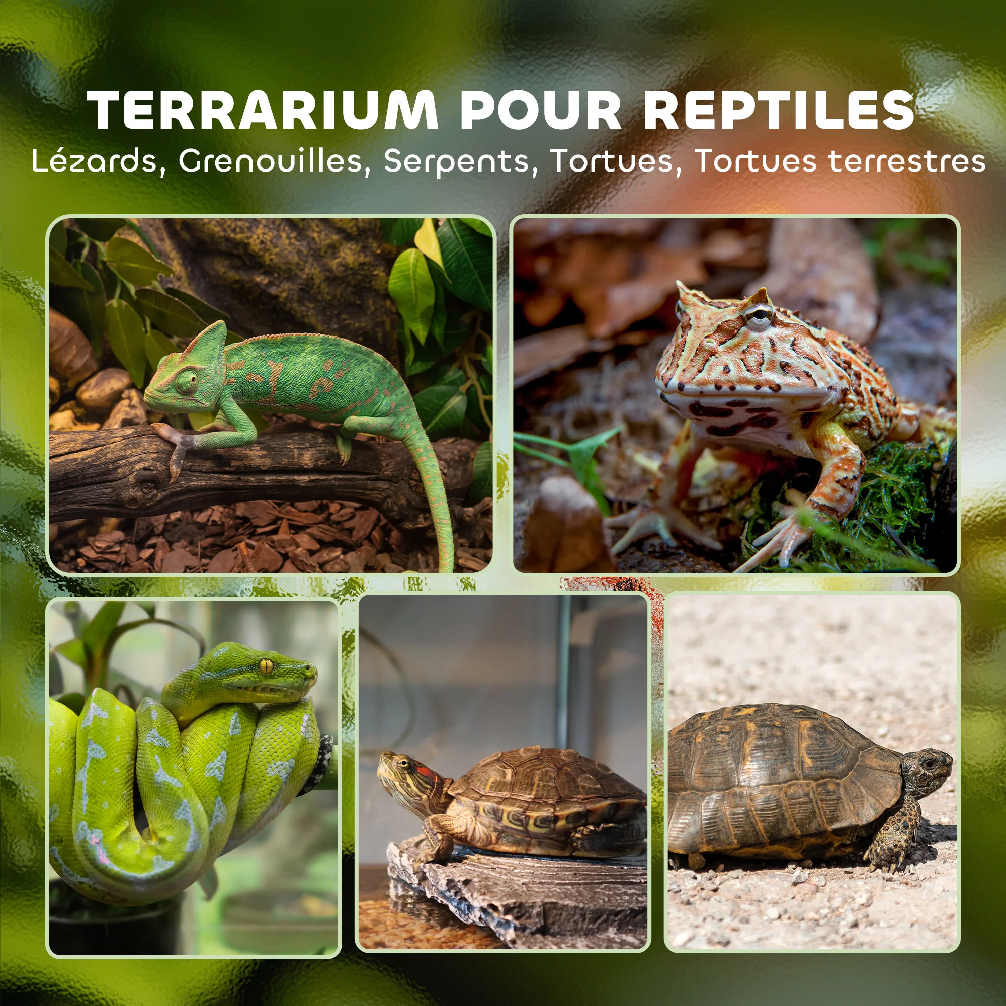 Terrarium Pour Reptile – Image 3