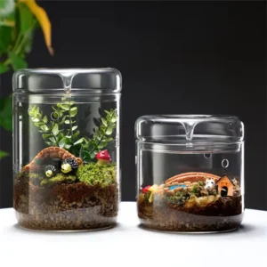 Terrarium en Verre avec Couvercle