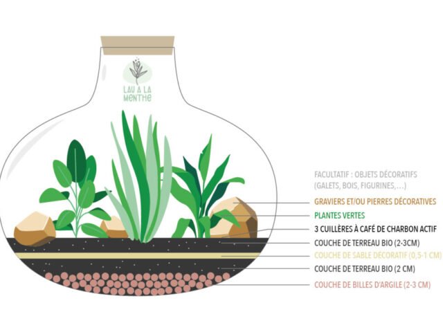 Comment créer un terrarium facilement : guide étape par étape pour débutants