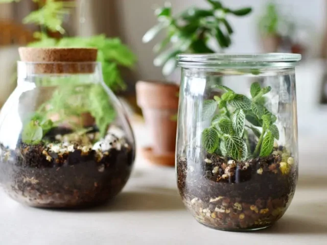 Quel terrarium choisir ? Guide d’achat complet pour bien débuter