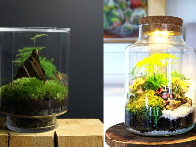 Le terrarium : la tendance végétale qui transforme votre intérieur